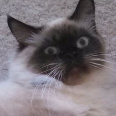 Profile Picture of Kcoldem (@MedlockJacob) on Twitter