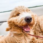 Profile Picture of Toby Briggs (@tubbybriggs) on Instagram