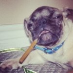 Profile Picture of Gary P. (@garypoppinspug) on Instagram