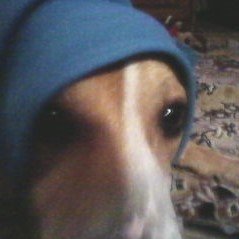 Profile Picture of Renee Murray (@reneemoxnessmur) on Twitter