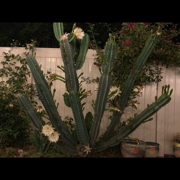 Profile Picture of Brunie Labozzetta (@brunielab) on Poshmark