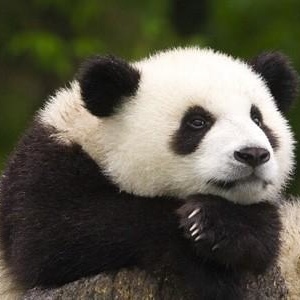 Profile Picture of Karl Poulsen (@karlpanda) on Myspace