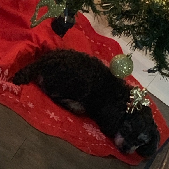 Profile Picture of Dominique Armstrong (@miniqueelle) on Poshmark