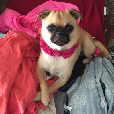 Profile Picture of Pat Merkel (@PatMerkel2) on Twitter