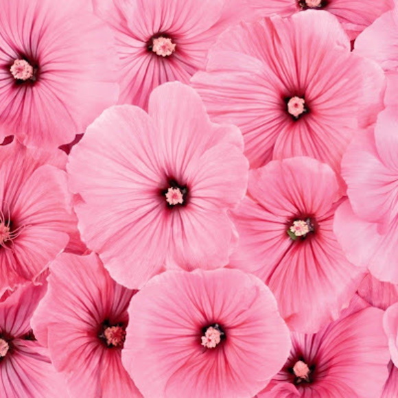 Profile Picture of Daniela Arce (@danielaarce492) on Poshmark