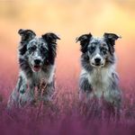 Profile Picture of Aussie Girls | Gina and Freya (@gina.freya_the_aussie) on Instagram