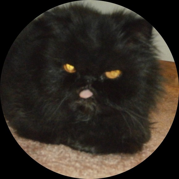 Profile Picture of Diane Mcmullan (@nikosfarm12) on Poshmark