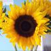 Profile Picture of Helen Benson (@pumpkinsmummy) on Pinterest