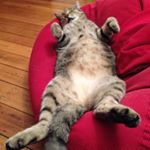 Profile Picture of Mark Aheimer (@hobart_eye) on Instagram