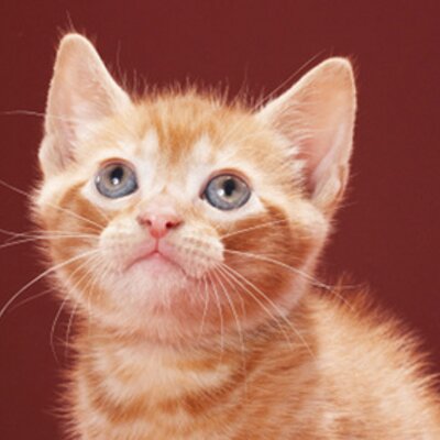 Profile Picture of Yaritza Zepeda (@Yarit31Zepeda) on Twitter