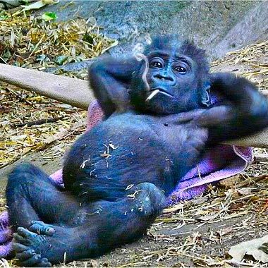 Profile Picture of Ben J Bridgeman (@BenJBridgeman) on Twitter