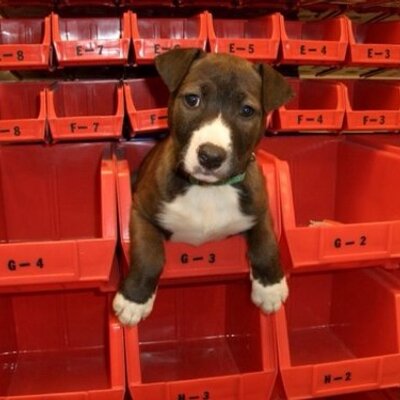 Profile Picture of Randall P (@bobsmith) on Twitter