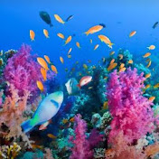 Profile Picture of Richard Alphonse (@richardalphonse7501) on Youtube