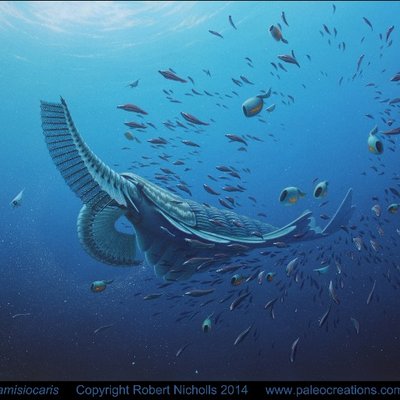 Profile Photo of Cambrian Explosion (@Cambroexplorers) on Twitter