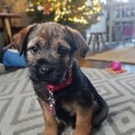 Profile Picture of Gemma Rust (@nellietheborderterrier2020) on Instagram