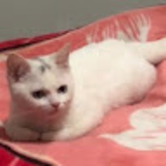 Belle Liu - Poshmark Profile Picture of Belle Liu (@liuruisi11) on Poshmark