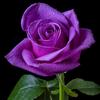 Profile Picture of Juliana Licea (@@chiquititahermosa86) on Tiktok