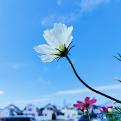 Profile Picture of Lily He (@lily007189) on Youtube