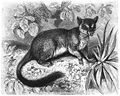 Profile Picture of Phascogaleon Wikipedia
