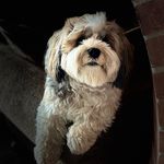 Profile Picture of Mindy Arkin Spicer (@spicermindy) on Instagram