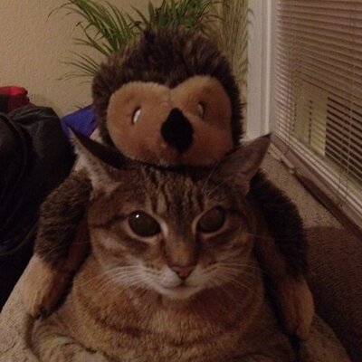 Profile Picture of Britney Hale (@BritenKitten) on Twitter