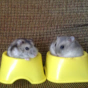 Profile Picture of Joseph Bruno (@diamondhamster101) on Youtube