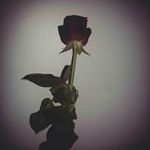 Profile Picture of Heather Albertyn (@flower_photography2002) on Instagram