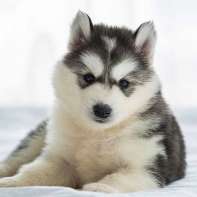 Profile Picture of Josh Haley (@jooshho) on Twitter