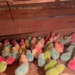 Profile Picture of Jall Ifman (@Jall-Ifman) on Facebook