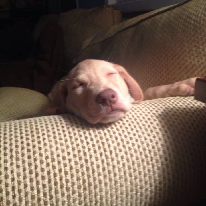 Profile Picture of kristihuebner (@elliepuppy2020) on Tiktok