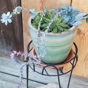 Profile Picture of Cherri Gretter (@ccahow) on Pinterest