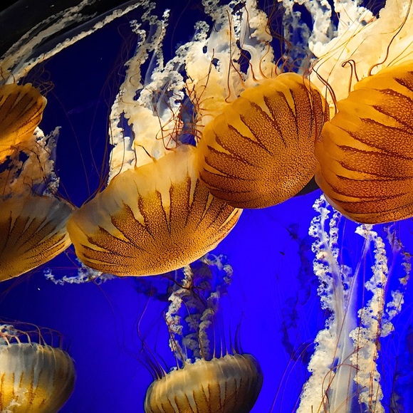 Profile Picture of Cameron Mullersman (@cameronn_) on Poshmark