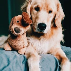 Profile Picture of Douglas Dog Hotel (@dollydouglas0429) on Pinterest