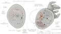 Profile Picture of Fascial compartments of armon Wikipedia