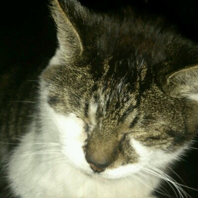 Profile Picture of Wilbert Hebels (@HebelsWilbert) on Twitter