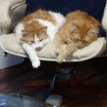 Profile Picture of Debra Lucas (@bbk121464) on Instagram