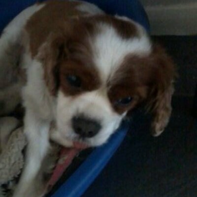 Profile Picture of Benjamin Cunliffe (@BenCunliffe26) on Twitter