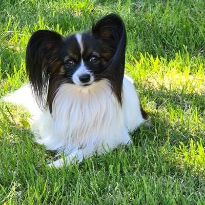 Profile Picture of Milo Daniel Brandon (@MiloDanielBran1) on Twitter
