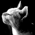 Profile Picture of Eric  Barber (@eric023) on Flickr