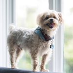 Profile Picture of 🦁❤🍗🍟🧀🧸🐕 (@buddyrego) on Instagram