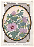 Profile Picture of Gossypium sturtianumon Wikipedia