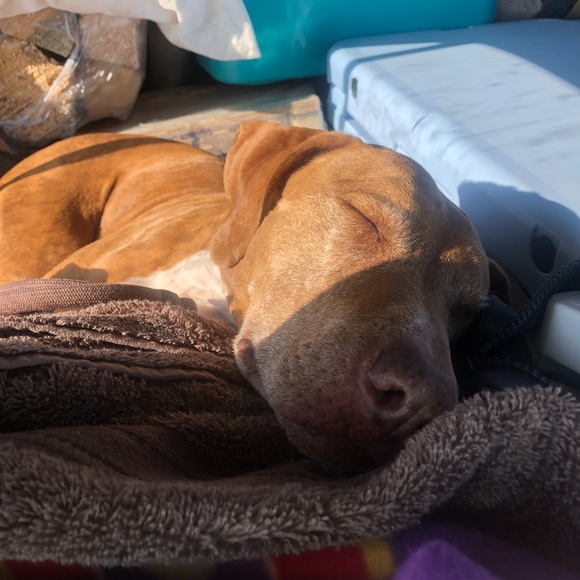 Profile Picture of Emily Titcomb (@loverof_lulu) on Poshmark