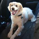 Profile Picture of περικλης αγγελογιαννοπουλος (@aggelogiannopoulos) on Instagram