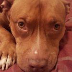 Profile Picture of Sharon MacDougall Webb (@sharonmacdougallwebb) on Instagram