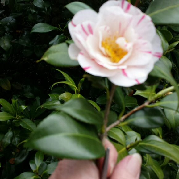 Profile Picture of Ld Sundahl (@ruby_sun) on Poshmark