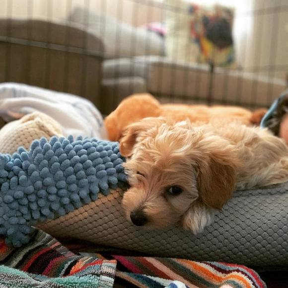 Profile Picture of Michael Delvecchio (@mdelv15) on Poshmark