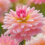 Profile Picture of Jessica Morgen (@jessicamorgen1815) on Youtube