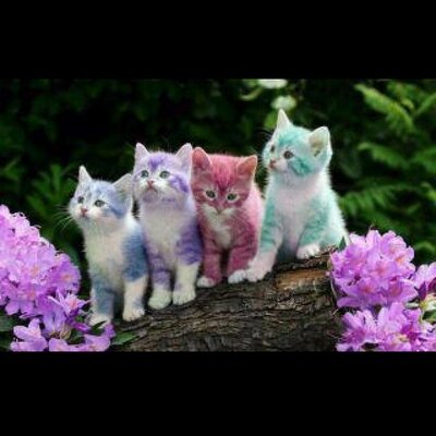 Profile Picture of Simran Dhaliwal (@sdhaliwal97) on Twitter