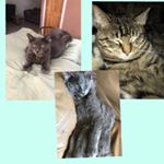 Profile Picture of Dawn, Izzi, And George (@dawn_izziand_george) on Instagram