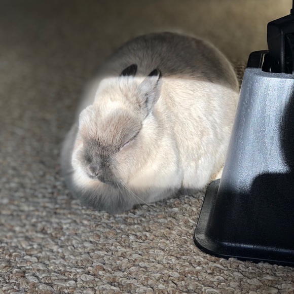 Ashley Luccarelli - Poshmark Profile Picture of Ashley Luccarelli (@aluccarelli) on Poshmark